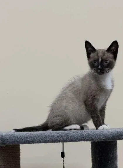 A young small-sized male Domestic Short Hair cat named Coconut for adoption in Port Republic, MD