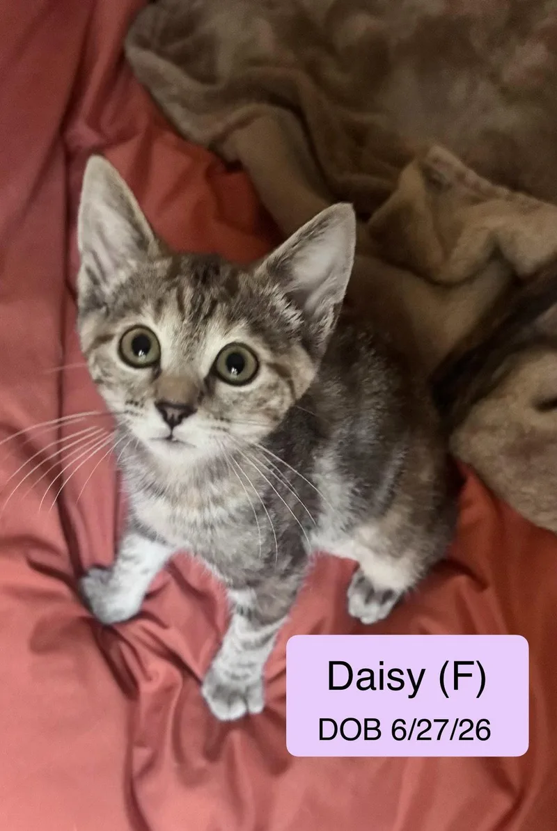 A baby medium-sized female Torbie cat named Daisy for adoption in Vacaville, CA