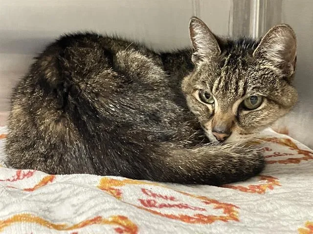 A senior large-sized female Domestic Short Hair cat named Victoria for adoption in Tustin, CA