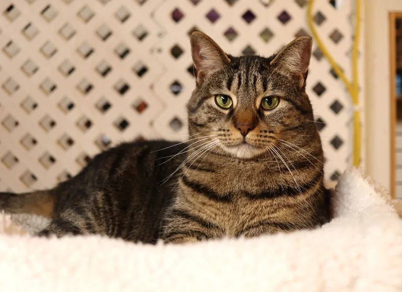 Suni Lee thumbnail 2