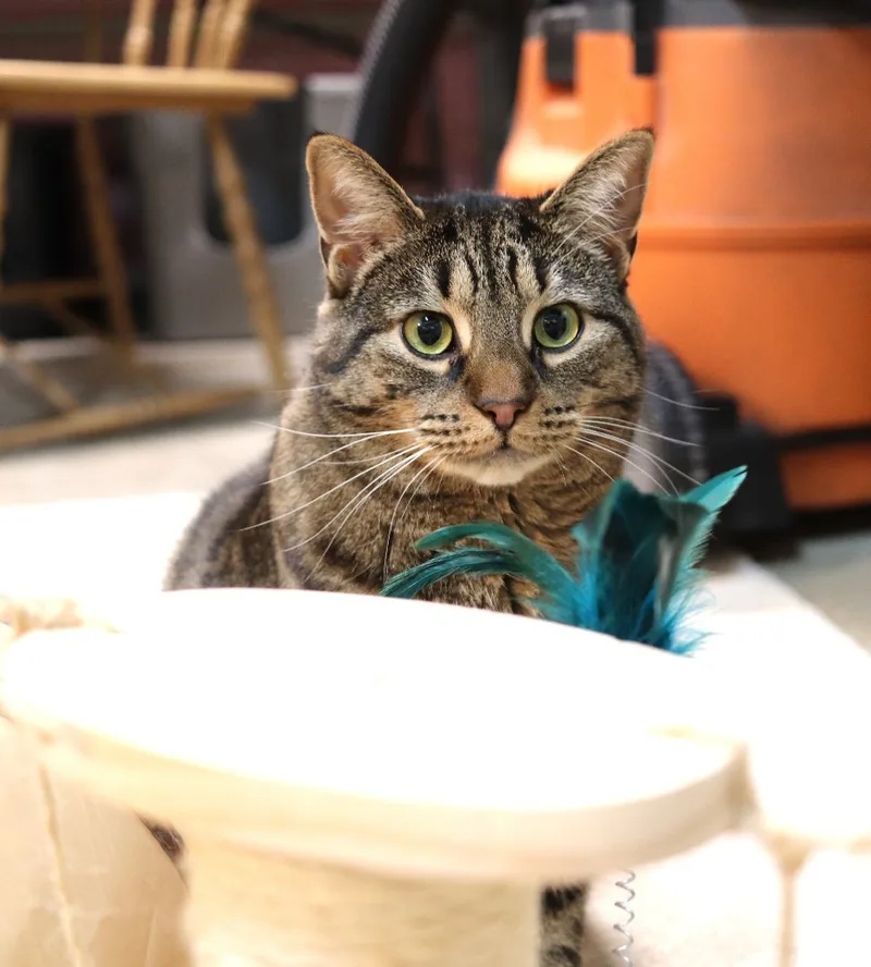 Suni Lee thumbnail 3