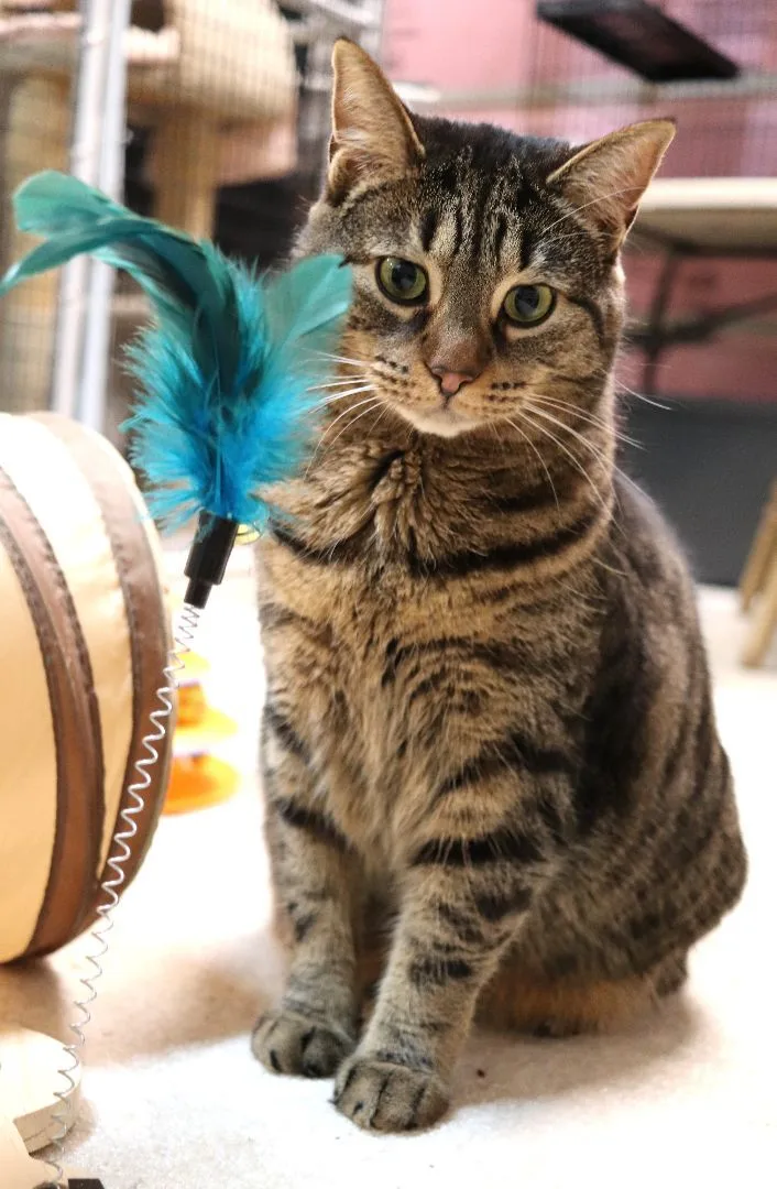 Suni Lee thumbnail 4