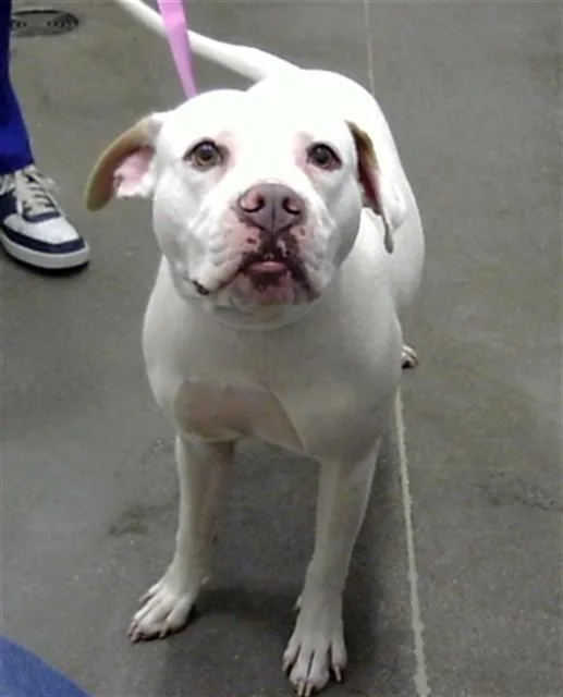 A young large-sized female Pit Bull Terrier dog named Sushi for adoption in Mesa, AZ