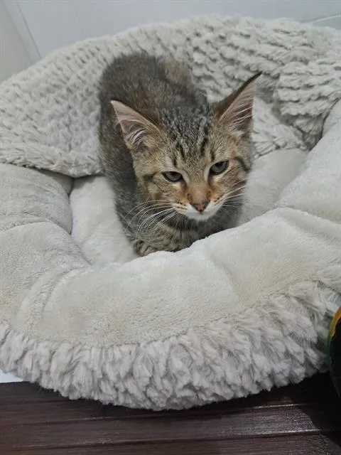A baby small-sized male Domestic Short Hair cat named Dave for adoption in Charlotte, NC