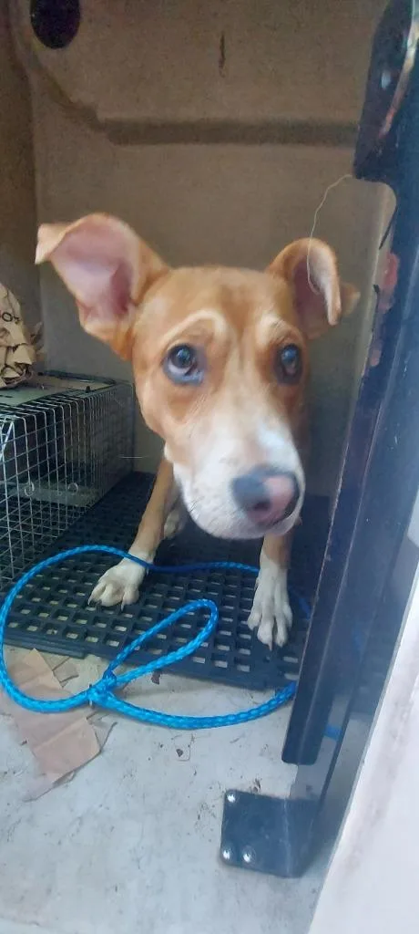 A young medium-sized male Mixed Breed dog named Captain for adoption in Cartersville , GA