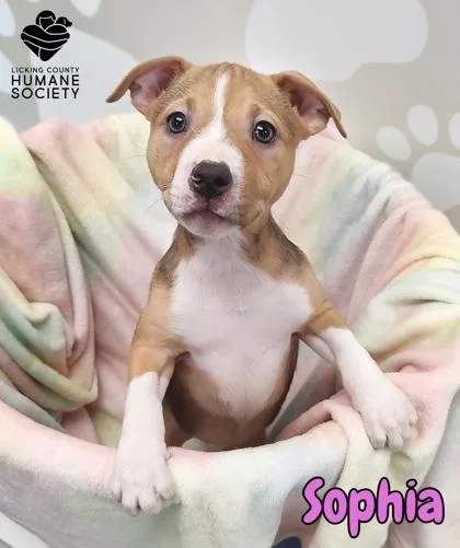 Sophia