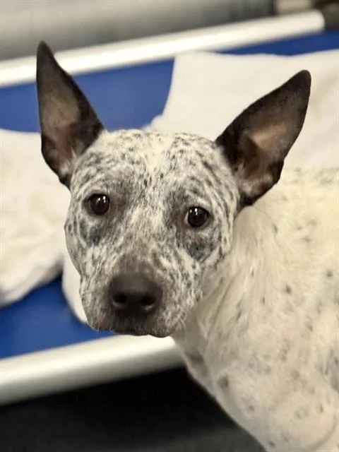 A young medium-sized female Mixed Breed dog named Charley for adoption in Dallas, TX