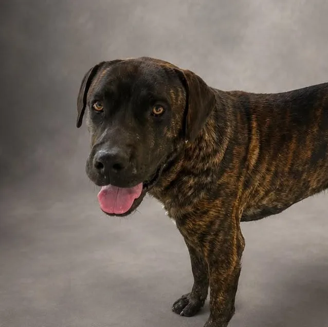 A young large-sized male Brindle Labrador Retriever dog named Rock N Roll for adoption in New York, NY