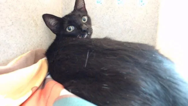 An adult medium-sized female Domestic Short Hair cat named Plum for adoption in Downey, CA