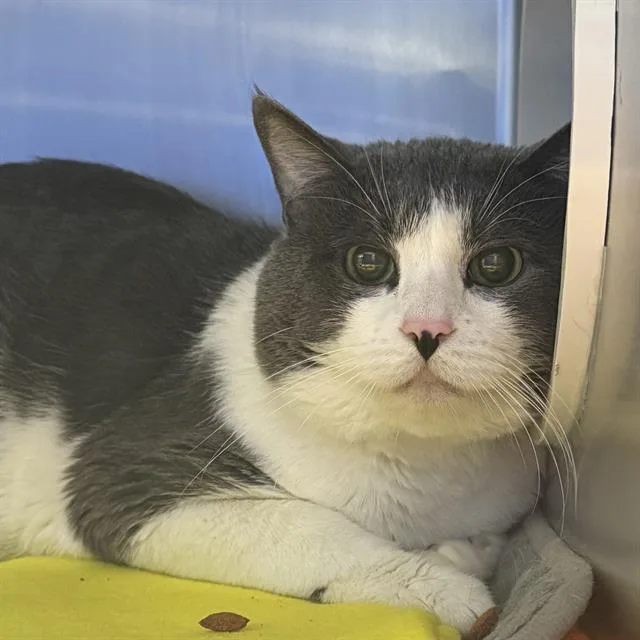 An adult large-sized male Domestic Short Hair cat named Jon Snow for adoption in Las Vegas, NV