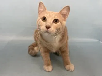 A young small-sized male Domestic Short Hair cat named Custard for adoption in Coon Rapids, MN