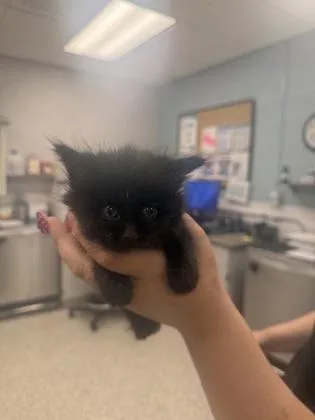 A baby small-sized female Domestic Long Hair cat named Mabel for adoption in Gastonia, NC