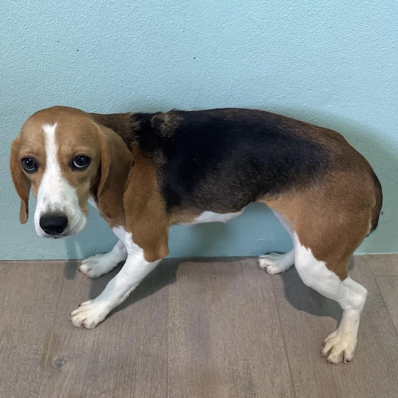 A young small-sized female Brown / Chocolate Beagle dog named Leia for adoption in LOXAHATCHEE, FL