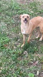 Pancake Aka Brown thumbnail 2