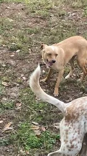 Pancake Aka Brown thumbnail 3