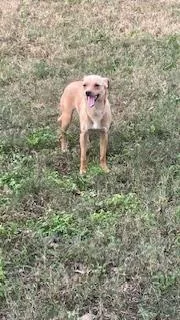 Pancake Aka Brown thumbnail 4