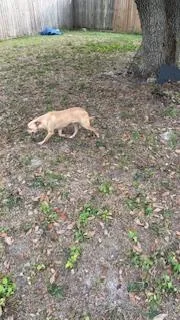 Pancake Aka Brown thumbnail 5