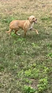 Pancake Aka Brown thumbnail 6