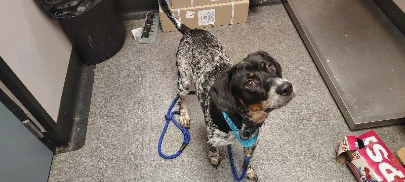 An adult medium-sized male Tricolor (Brown, Black, & White) Mixed Breed dog named Max for adoption in Osseo, MI