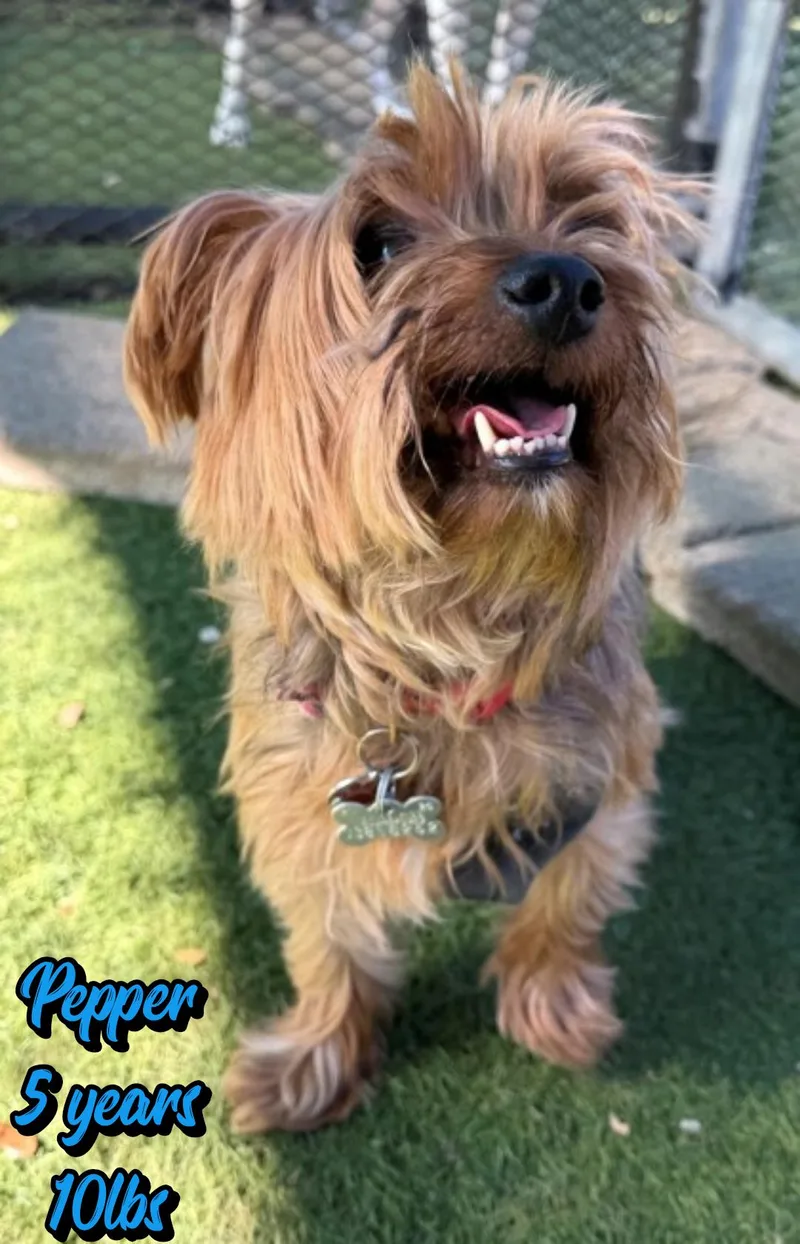 An adult small-sized male Yorkshire Terrier dog named Pepper for adoption in Holbrook, NY