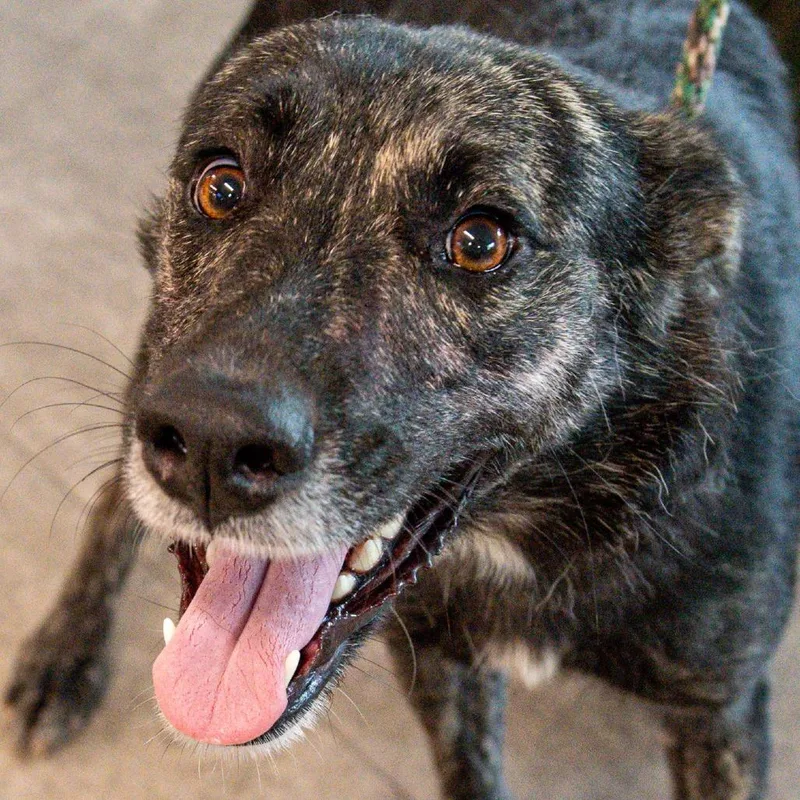 An adult medium-sized female Brindle Mixed Breed dog named Bella for adoption in Kennebunk, ME
