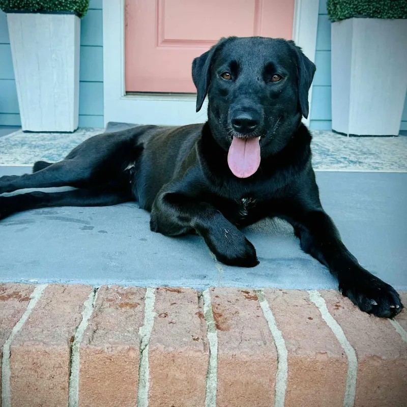 A young medium-sized female Black Labrador Retriever dog named Ciara for adoption in Rock Hill, SC