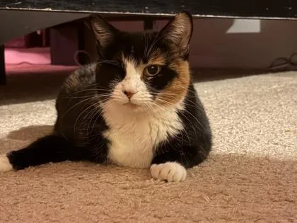 An adult large-sized female Black Domestic Medium Hair cat named Camus for adoption in El Paso, TX