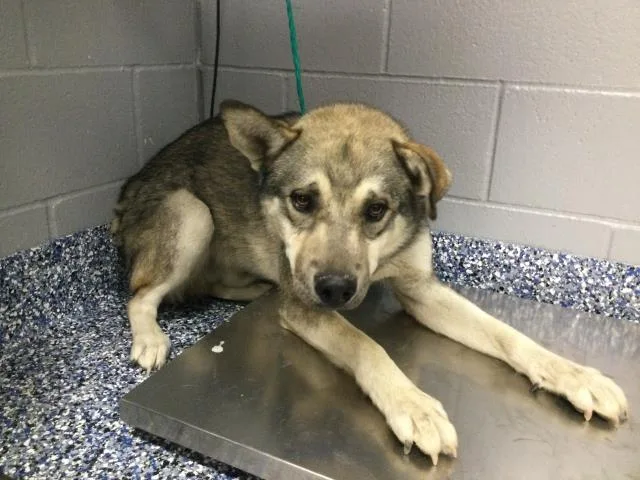 A young small-sized male Siberian Husky dog named Tahoe for adoption in Thousand Palms, CA