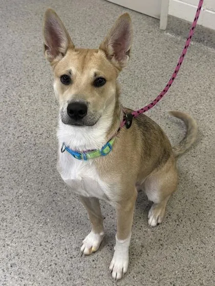 A young medium-sized male German Shepherd Dog dog named Kango for adoption in Fishers, IN