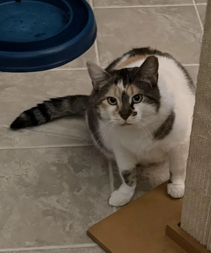 Hazel
