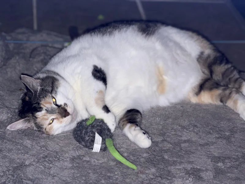 Hazel thumbnail 2