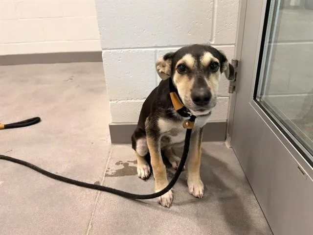 A baby large-sized female German Shepherd Dog dog named Lacey for adoption in Mesa, AZ