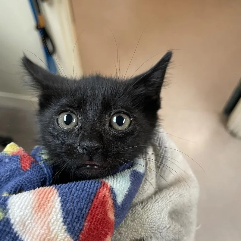 Binx