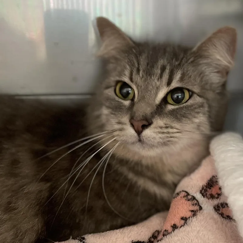 A senior medium-sized female Gray / Blue / Silver Domestic Medium Hair cat named Samira for adoption in Long Beach, CA