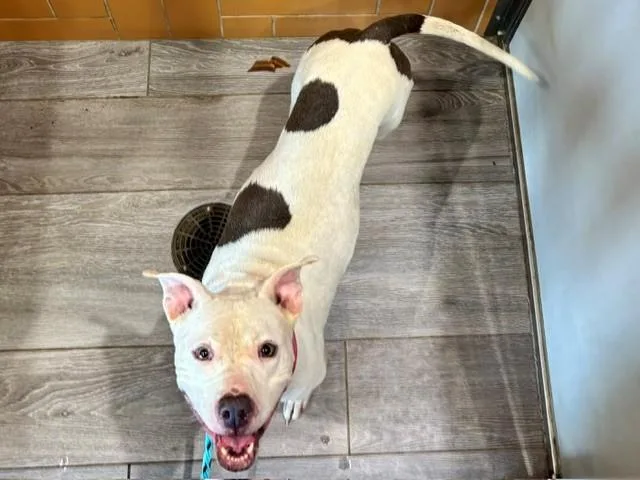 An adult large-sized female Pit Bull Terrier dog named Kimora for adoption in Garland, TX
