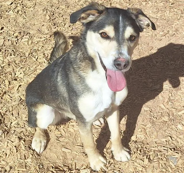 An adult medium-sized male Beagle dog named Whisky for adoption in Albuquerque, NM