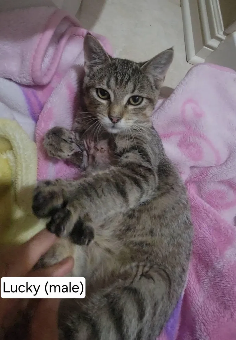 A baby medium-sized male Tabby (Brown / Chocolate) Tabby cat named Lucky for adoption in Omaha, NE