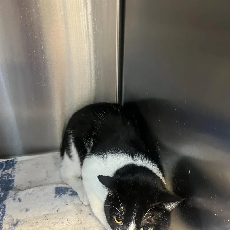 An adult medium-sized male White Domestic Short Hair cat named Berry for adoption in Washington Township, OH