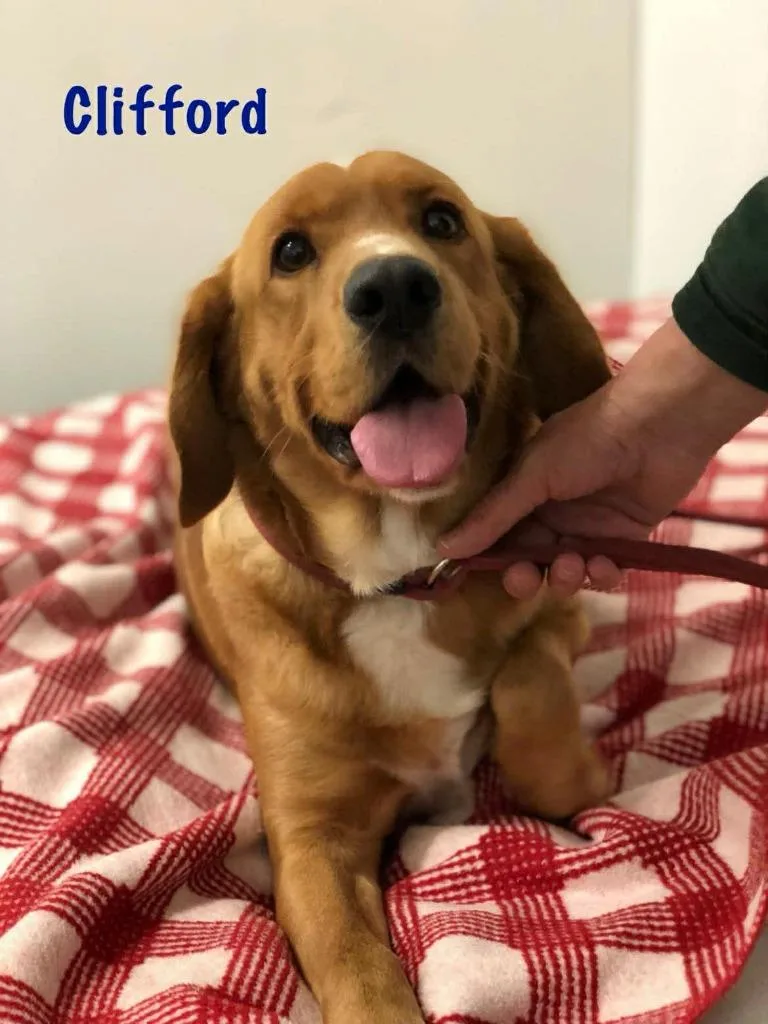 Clifford thumbnail 2
