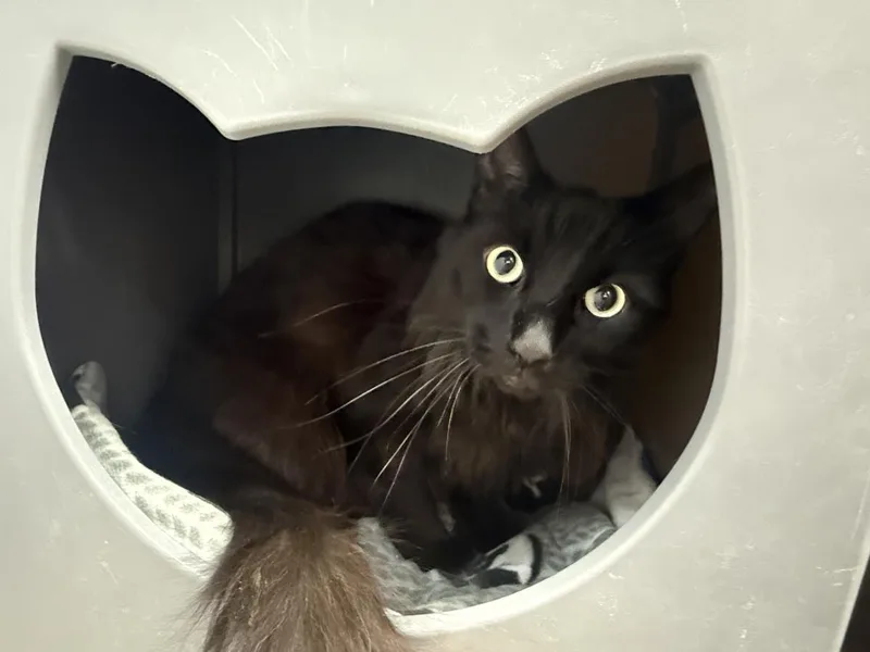 Big Tail Peters thumbnail 2