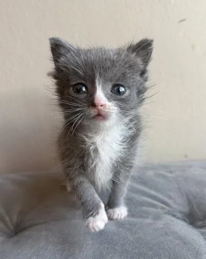 A baby small-sized male Domestic Short Hair cat named Dust Mite for adoption in Westland, MI
