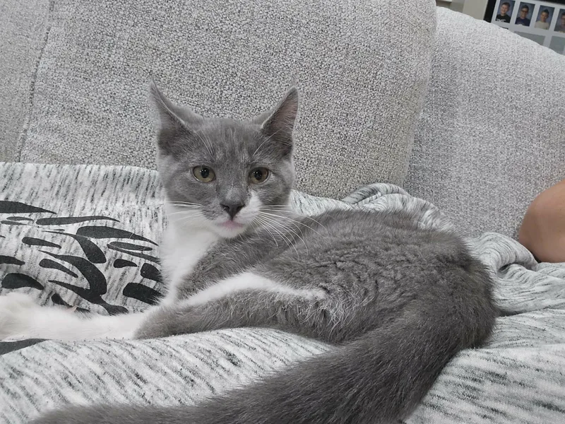 A young medium-sized female Gray & White Domestic Short Hair cat named Hermione for adoption in oxford, PA