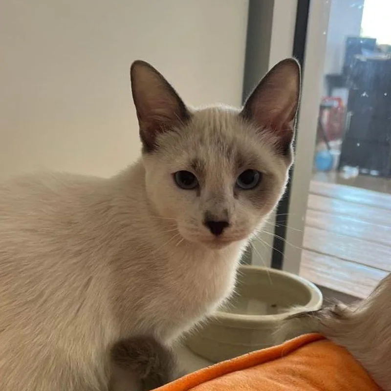 A young small-sized female Domestic Medium Hair cat named Snow White for adoption in Kingman, AZ