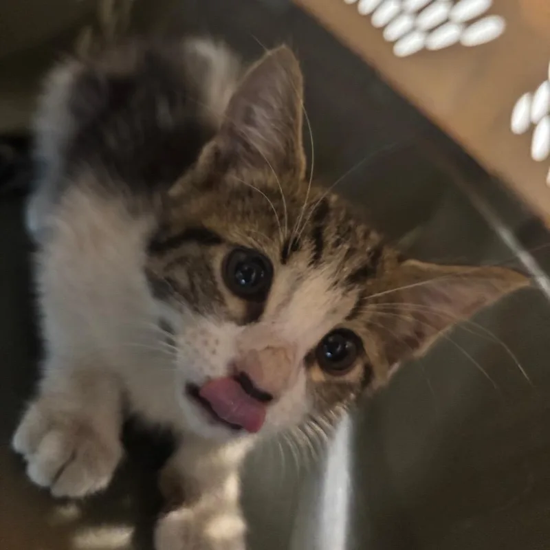 A baby small-sized male Gray / Blue / Silver Domestic Short Hair cat named Provolone for adoption in Allentown, PA