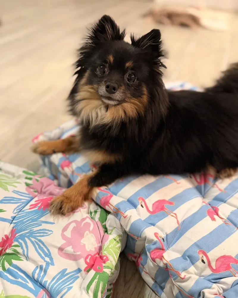 Elvis thumbnail 3