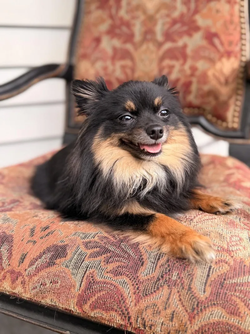 Elvis