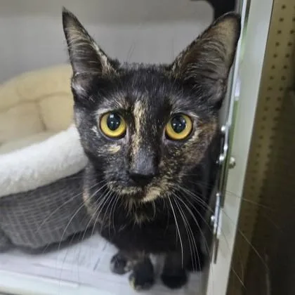 An adult medium-sized female Tortoiseshell Domestic Short Hair cat named Eclaire for adoption in Phoenixville, PA