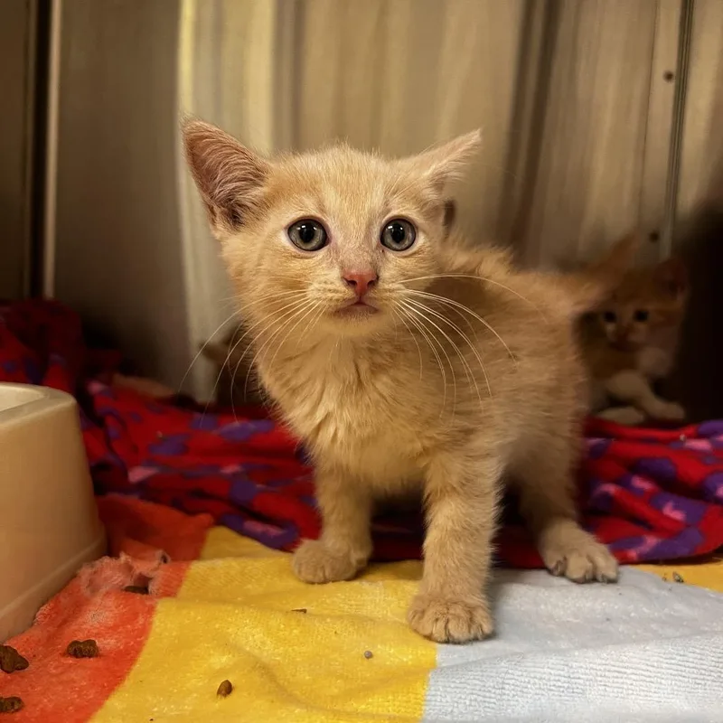 A baby small-sized female Cream / Ivory Domestic Short Hair cat named Bella for adoption in Harrisville, WV