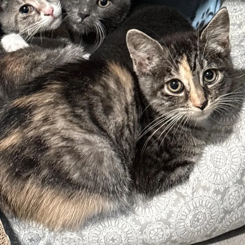 A baby small-sized female Calico Domestic Short Hair cat named Greta for adoption in Irwin, PA
