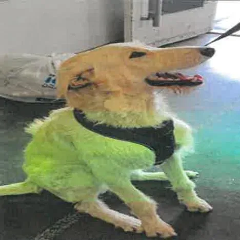 A young medium-sized male Yellow / Tan / Blond / Fawn Labrador Retriever dog named Leo A for adoption in Mission Hills, CA